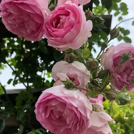 Onder De Iep Alpstuga Ermelo