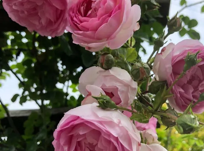 Onder De Iep Domek alpejski Ermelo