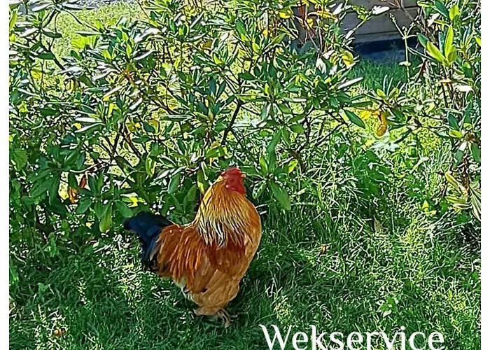 Chalet Onder De Iep *