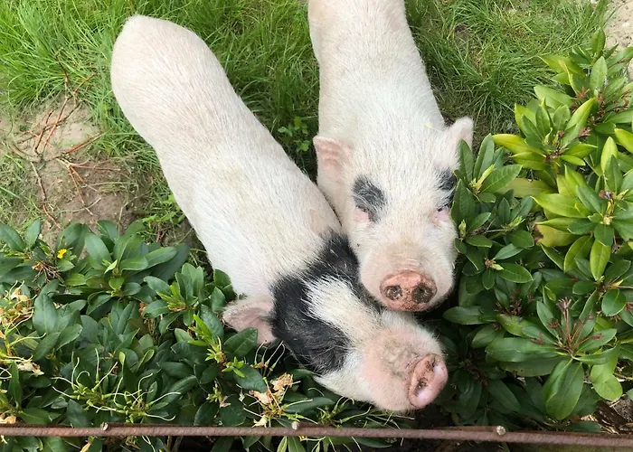 Onder De Iep * Ermelo